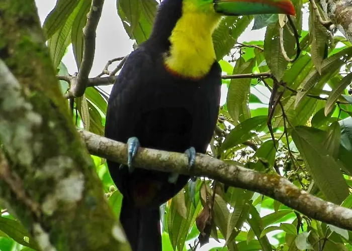 Canta La Rana * Playa Bejuco (Guanacaste)